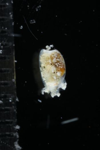 Media type: image;   Malacology 393732 Description: live specimen;